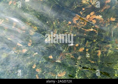 Green and brown abstract background water texture. Natural rippled water surface with brown and green water plants under the surface. Motion blure. Stock Photo