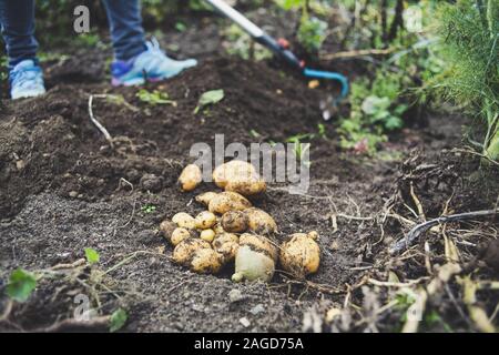 Closeup look of potatoes on the ground covered in the dirt surrounded by greenery Stock Photo