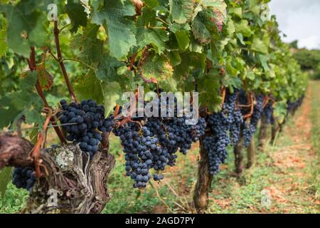 Red Grapes just before harvest on vine, Saint-Émilion, Bordeaux Region, France Stock Photo