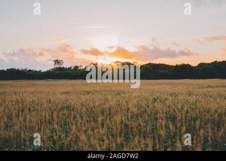 Beautiful wheat field with the sun setting behind the green trees in the background Stock Photo