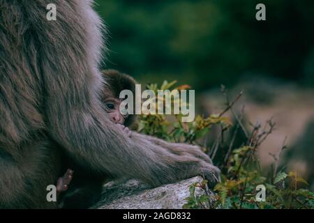 Closeup look of a brown baby Japanese macaque hiding behind its mother's arm surrounded by greenery Stock Photo