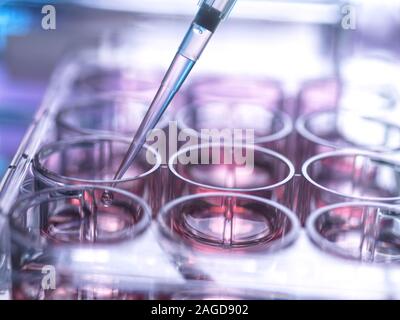Cell sample being pipetted into multi well plate containing growth medium in laboratory Stock Photo