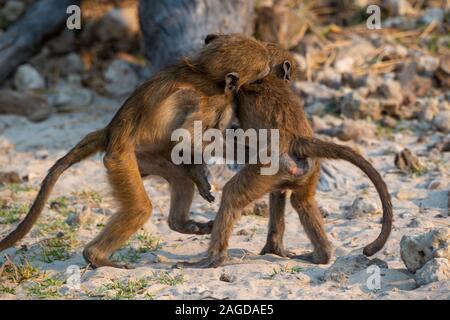 Young chacma baboons (Papio ursinus) playing on riverbank of Chobe River in Chobe National Park, Botswana, Southern Africa Stock Photo