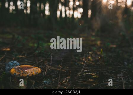 Closeup of a brown Amanita regalis in the forest surrounded by greenery under sunlight Stock Photo