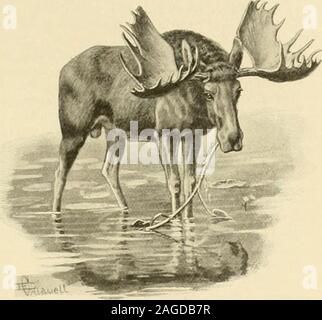. The encyclopaedia of sport. t the moosessouthern range. Antlers, Colour, &c.—The antlers of themoose, springing from cither side of a highfrontal prominence, extend in a beam that is atright angles to the middle line of the skull, andexpand into an extremely wide palmated bowl-shaped mass, divisible into an upper and alower portion. The edges of these bear thenumerous points. An exceptional pair of antlersmay weigh as much as 60 lbs. A big bullmoose has been found to measure at theshoulder 72 inches or 18 hands. AVhen in the full vigour of life the bull moose has a curious process of hairy s Stock Photo