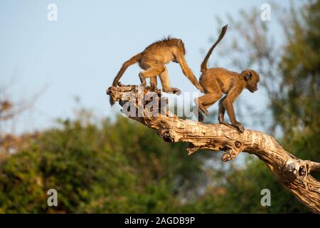Young chacma baboons (Papio ursinus) playing on branch of tree on riverbank of Chobe River in Chobe National Park, Botswana, Southern Africa Stock Photo