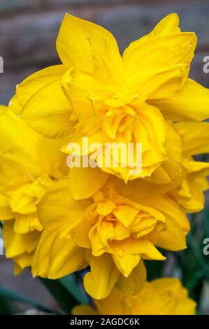 Close up detail of Narcissus Golden Ducat in flower in spring.  Narcissi Golden Ducat is a division 4 double daffodil with golden yellow flowers. Stock Photo