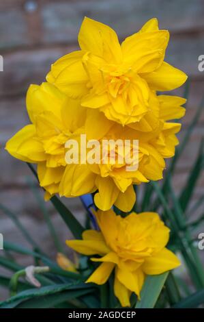 Close up detail of Narcissus Golden Ducat in flower in spring.  Narcissi Golden Ducat is a division 4 double daffodil with golden yellow flowers. Stock Photo