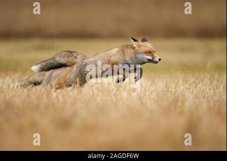Red foxes leaping over grass. Vulpes vulpes. Hunt and speed. Jumping animal. Stock Photo