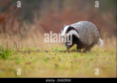European badger walking on green grass. Meles meles Stock Photo