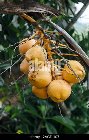Yellow coconuts hanging from tree Stock Photo