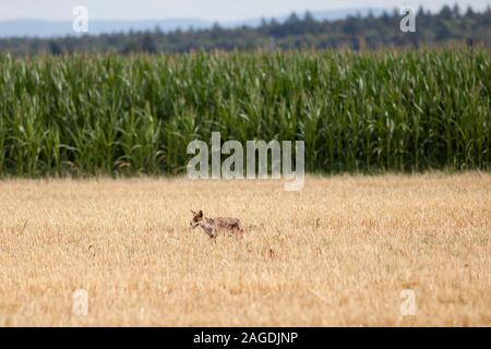 wild red fox in field, red fox hunting in germany Stock Photo