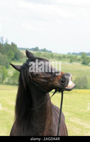 Funny horse smile and making faces frontal in camera Stock Photo