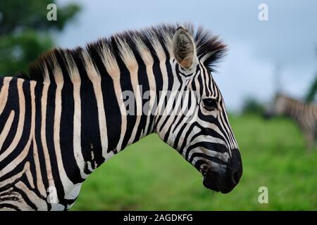Selective focus shot of a beautiful zebra in the middle of the jungle Stock Photo