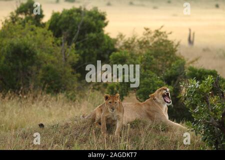 Magnificent lioness roaring next to her cub on the fields of the African jungles Stock Photo