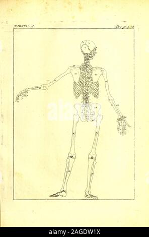 . Ostéo-graphie, ou Description des os de l'adulte, du foetus, &c. Precedée d'une introduction a l'etude des parties solides du corps humain. :. Stock Photo