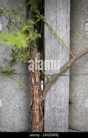 Closeup of a tree branch with green leaves on the wall - a cool picture for backgrounds Stock Photo