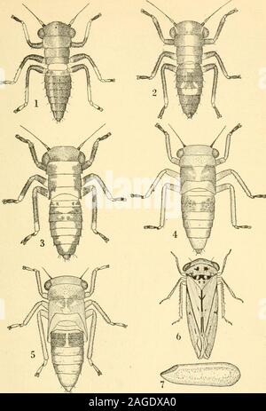 . Manual of vegetable-garden insects. present, as pup^e. According to this system in the thrips,the first two nymphal stages are called larvae, the third stagea prepupa and the fourth a pupa. These terms are somewhatconfusing and are not followed in the present work. It ispreferable to restrict the terms larva and pupa to the earlystages of insects having a complete metamorphosis. Thevarious stages of an insect with incomplete metamorphosisare shown in Fig. 232. Complete metamorphosis. In this case the immature stages of the insect bear little orno resemblance to the adult. The wings develop i Stock Photo