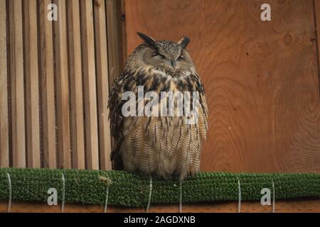 A captive, rescued Eurasian eagle-owl (Bubo Bubo). Stock Photo
