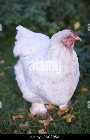 Closeup of a white chicken with a red face in a garden surrounded by greenery under sunlight Stock Photo