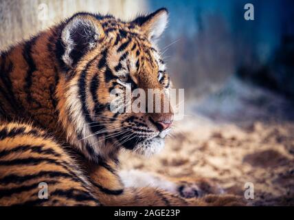 Young tiger lies on a sandy ground Stock Photo