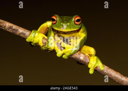 Australian Red-eyed Tree Frog on branch Stock Photo