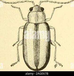 . Manual of vegetable-garden insects. Fig. 199. — The egg-plant flea-beetle (X IC). FLEA-BEETLES 321 This flea-beetle may be controlled by the same measures assuggested for the potato flea-beetle. The Pale-Striped Flea-Beetle Sy.^lcna tccniata Say This abundant and widely distributed flea-beetle is veryvariable in coloration and sculpture. Several varieties havebeen described, some of which are considered as distinct species. Stock Photo