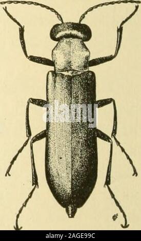 . Manual of vegetable-garden insects. Nuttalls Blister-Beetle Cantharis nutlalli Say The head and prothorax of Nuttalls blister-beetle (Fig. 189)are green, often with coppery or purplishreflections, and the insect is from f to 1inch in length. The wing-covers varyfrom dark purplish green to a rich bronzypurple. The antennae and legs are darkgreenish or bluish. The underside of thebody is dark green. This beautiful beetleranges from Saskatchewan southward westof the INIississippi and east of the Rockiesto New Mexico. The life history has notbeen worked out but the larvae are sup-posed to feed o Stock Photo