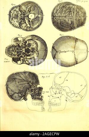 . Ostéo-graphie, ou Description des os de l'adulte, du foetus, &c. Precedée d'une introduction a l'etude des parties solides du corps humain. Stock Photo