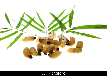 Red palm weevil larvae on bamboo leaves background Stock Photo