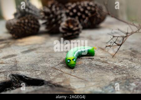 Green worm caterpillar animals isolate on wood and pine cone blur background Stock Photo