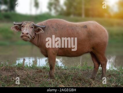 Albino buffalo standing on green blured  background Stock Photo