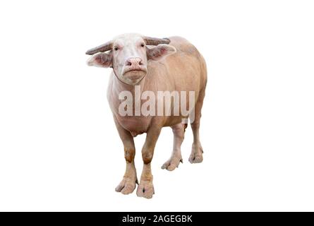 Albino buffalo standing on white background Stock Photo