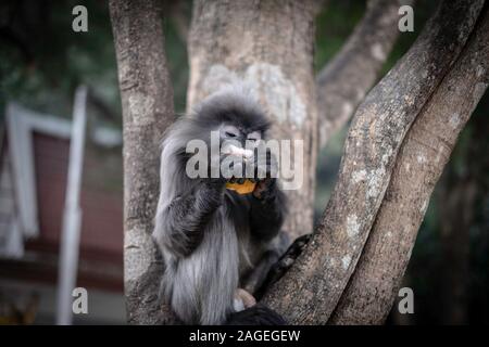 Colobinae also gray Langur eating fruit long tailed monkey on the tree Stock Photo