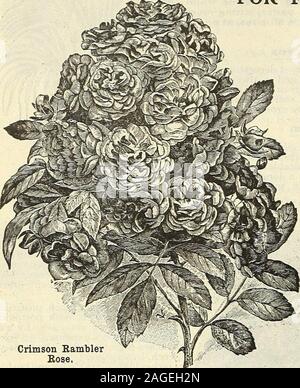 . Vaughan's seed store. ChinesePrimrose, 18 Fall Edition of Vaughans Gardening Illustrated, Chicago and New York HARDY CLIMBING ROSLS. FOR FALL PLANTING Crimson Rambler Grand, prolific blooming climber ; perfectly hardy, strong rampant grower,producing branches three times as long as any other climbing Rose. Theplants are loaded with large clusters of brilliant red Roses, 25 to 35 of theseflowers in a bunch, and the} remain in good -flower a long time on the plant.The foliage is bright green and contrasts finely with the crimson Roses. Timemay be saved by planting these Roses in the fall. It i Stock Photo