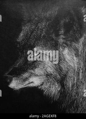 Hand white chalk drawing of a black wolf’s face profile on black paper Stock Photo