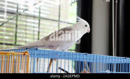 A white faced pied cockatiel standing on top of its cage, looking sideways. Stock Photo