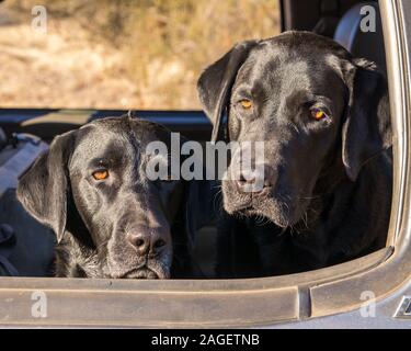 two black Labrador retrievers looking out car window Stock Photo