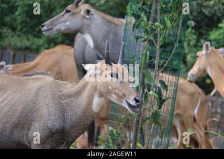The male Nilgai head closeup image. It is the largest Asian antelope and is endemic to the Indian subcontinent.Nilgai or blue bull, Bor tiger reserve, Stock Photo