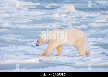 A winter scene showing a hungry adult male polar bear searching for food while walking on thin ice near open, unfrozen water in Hudson Bay, Canada.