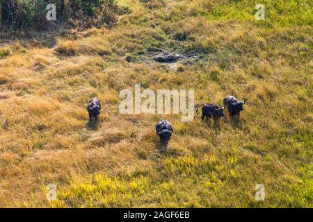 Buffalos running on savannah, grasslands, aerial view of Okavango delta, by helicopter, Botswana, Southern Africa, Africa Stock Photo