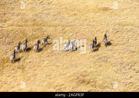 Zebras on savannah area, aerial view of Okavango delta, by helicopter, Botswana, Southern Africa, Africa Stock Photo