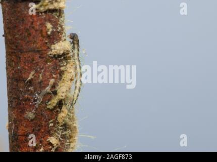 Crawling diving beetle larva (Haliplus sp) Stock Photo