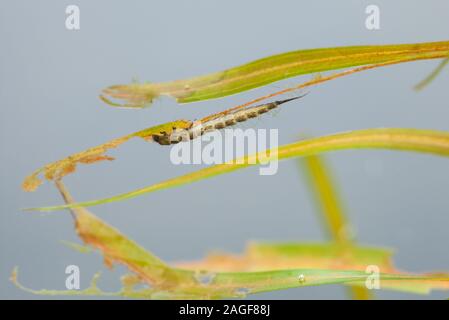 Crawling diving beetle larva (Haliplus sp) Stock Photo