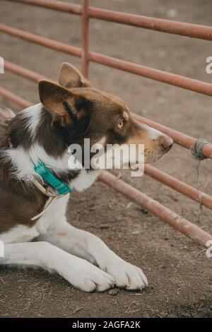 Brown dog in the country Stock Photo