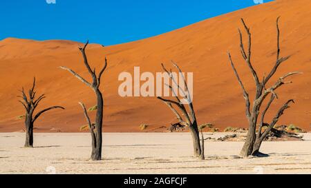 Old dead trees, Deadvlei, Namib-Naukluft National Park, Sesriem, Namibia Stock Photo