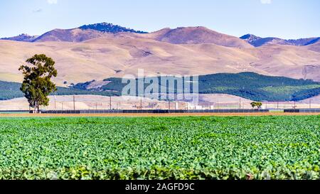 Brussels sprouts growing on a field; Citrus Orchard visible on the hills in the background; Santa Barbara county, California Stock Photo