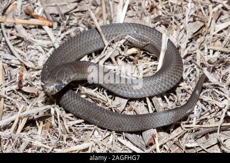 Pygmy Copperhead Snake From Kangaroo Island Australia Stock Photo Alamy