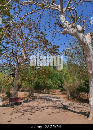 05 Mar 2019Neem Tree and Indian Ghost Tree Sterculia urens out side Vaijnath Shiva temple Kukadia Idar Sabarkantha Gujarat India Stock Photo