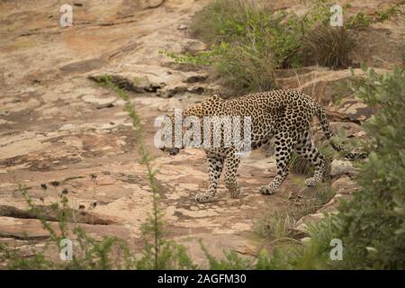 Selective focus shot of an African leopard walking around Stock Photo